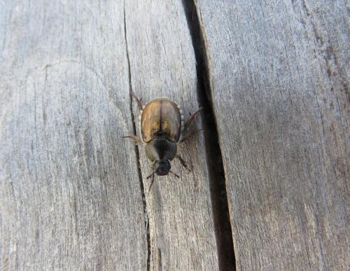 Exomala campestris